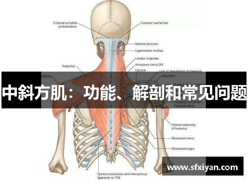 中斜方肌：功能、解剖和常见问题